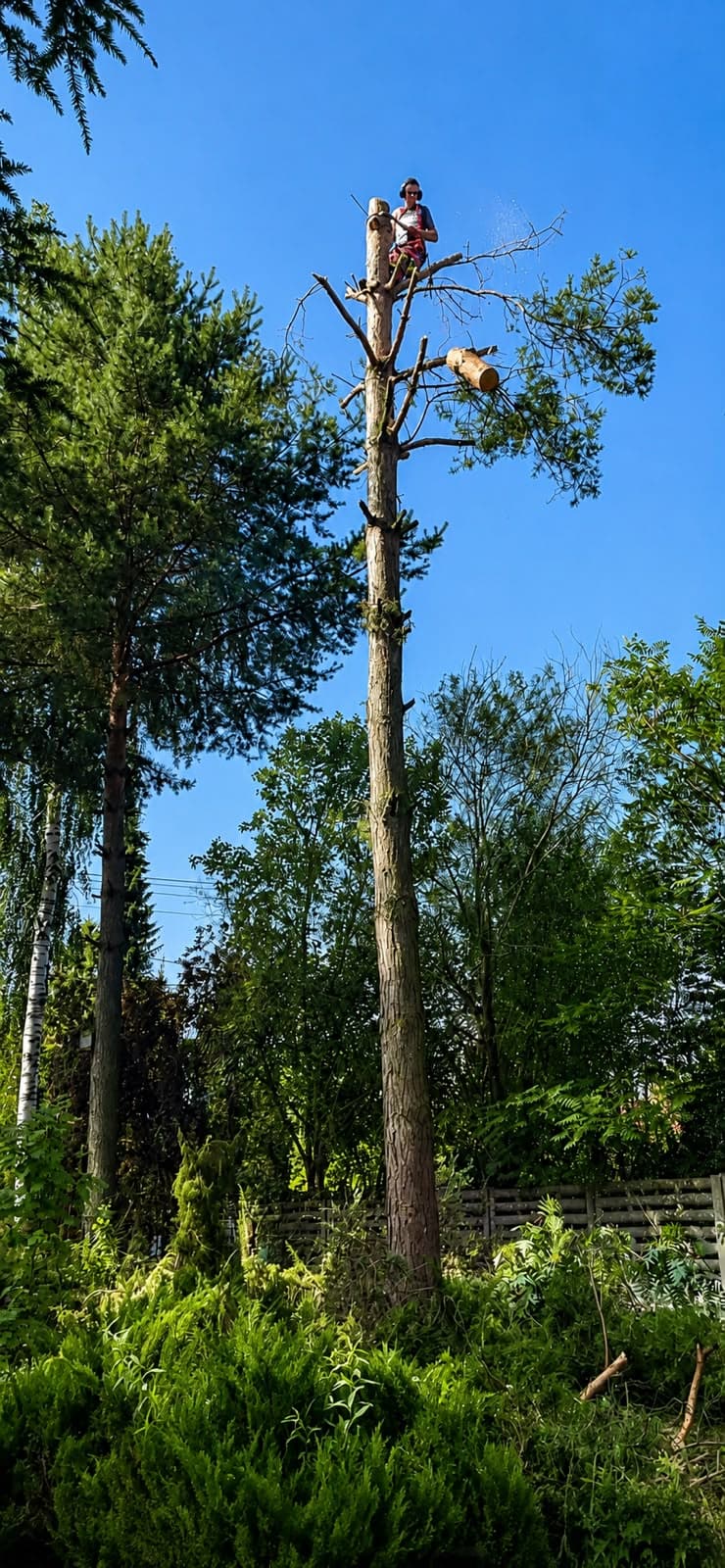Realizacja arborystyczna 1
