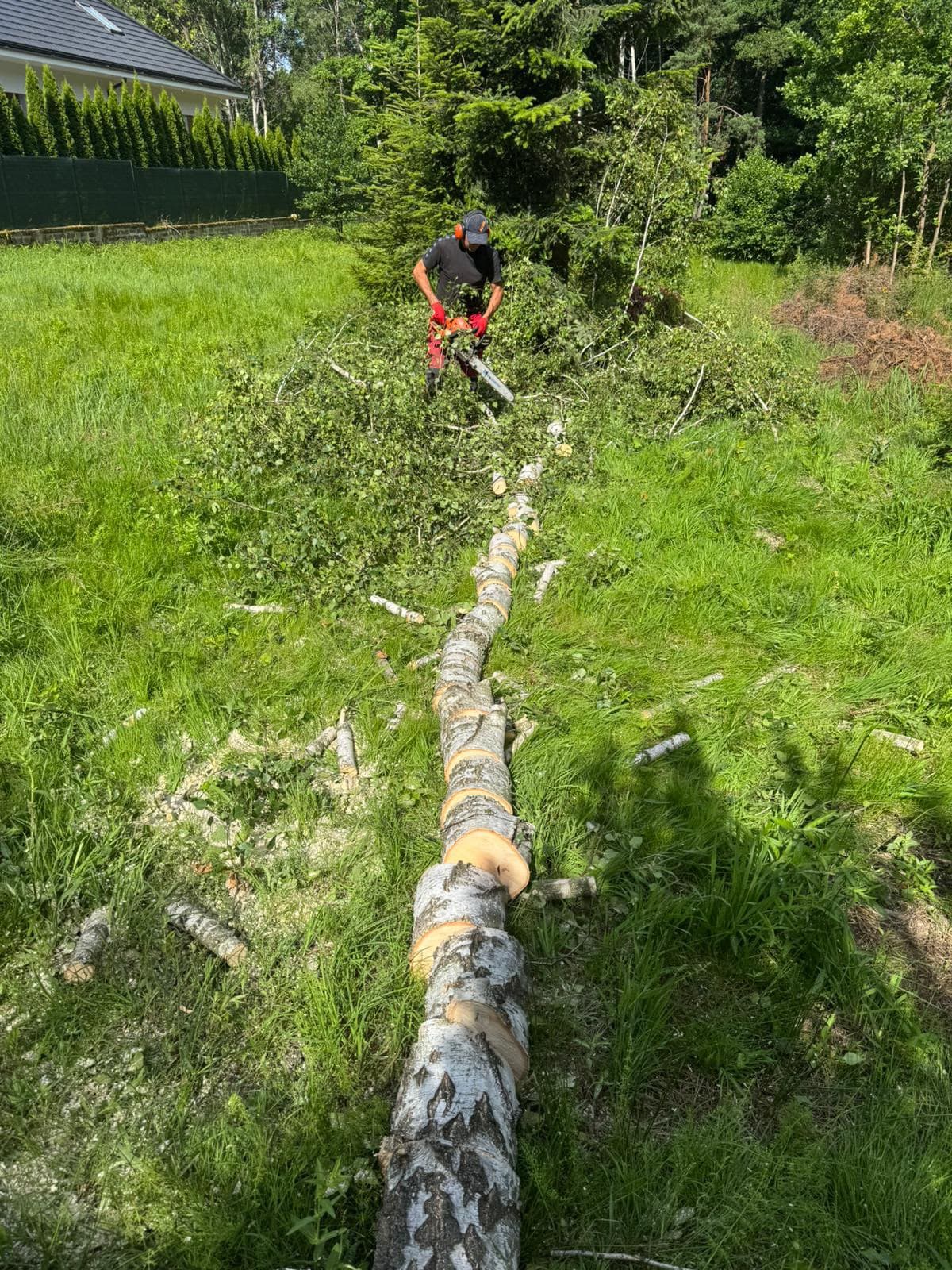 Realizacja arborystyczna 6